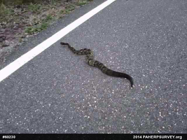 Timber Rattlesnake