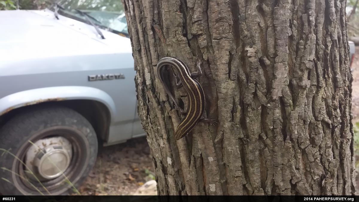 Common Five-lined Skink