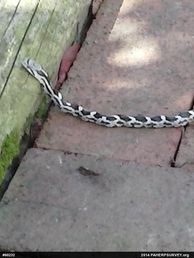 Eastern Ratsnake