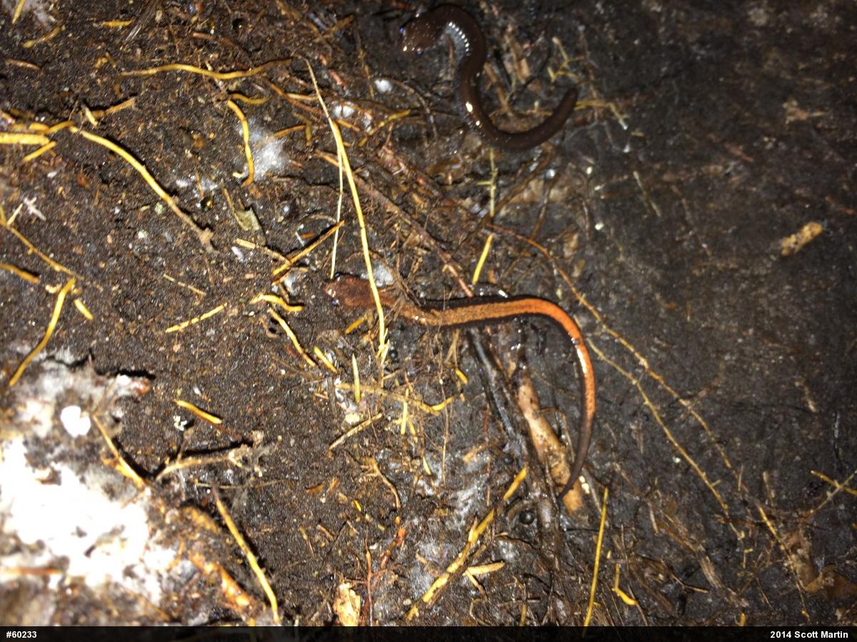Eastern Red-backed  Salamander