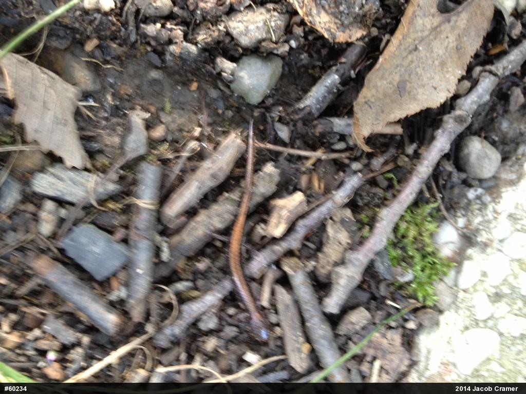 Eastern Red-backed  Salamander