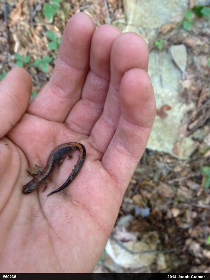 Eastern Red-backed  Salamander