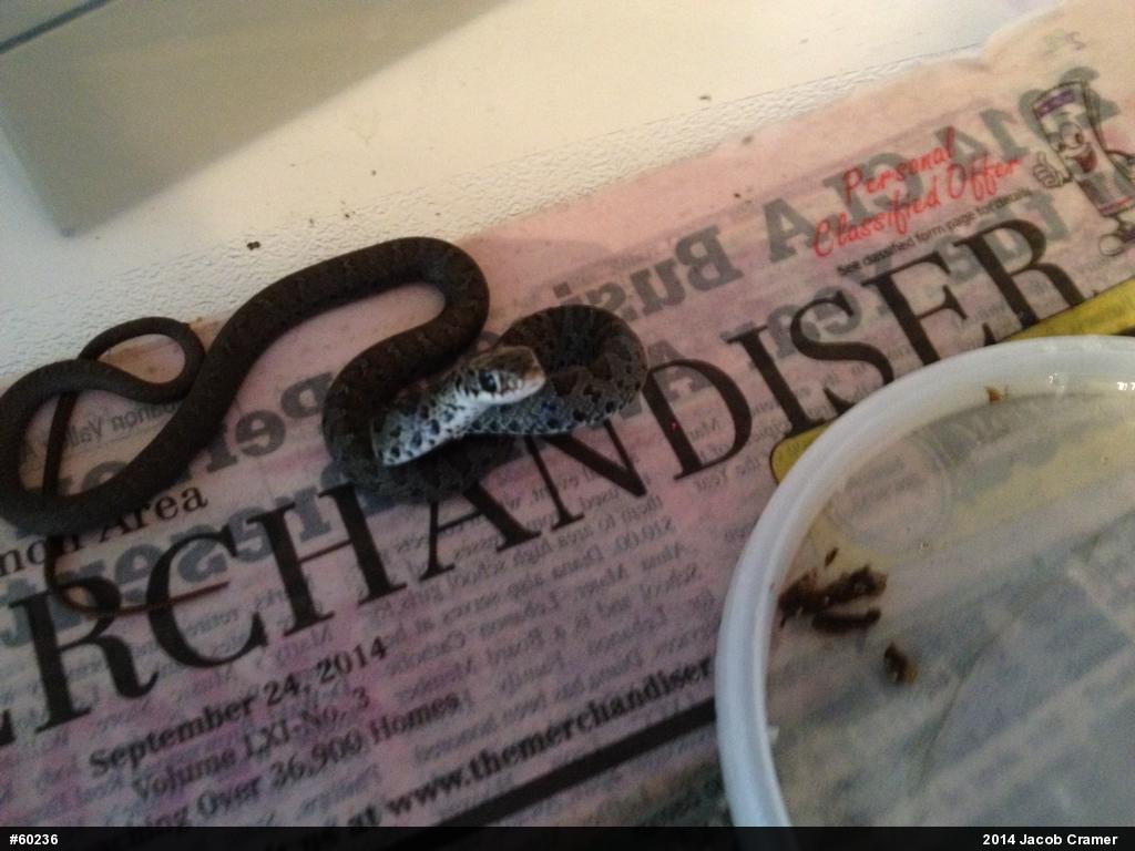Northern Black Racer