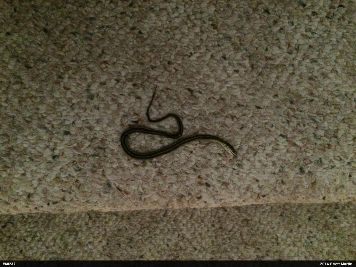 Eastern Gartersnake