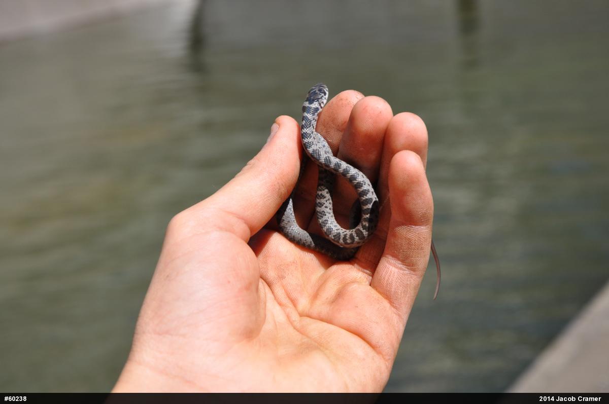 Northern Black Racer