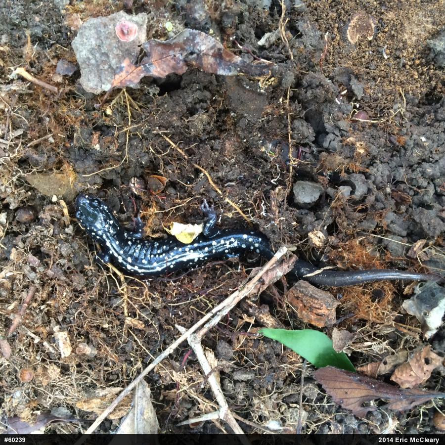 Northern Slimy Salamander
