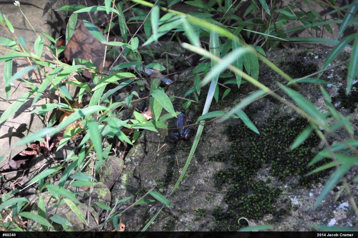 Green Frog