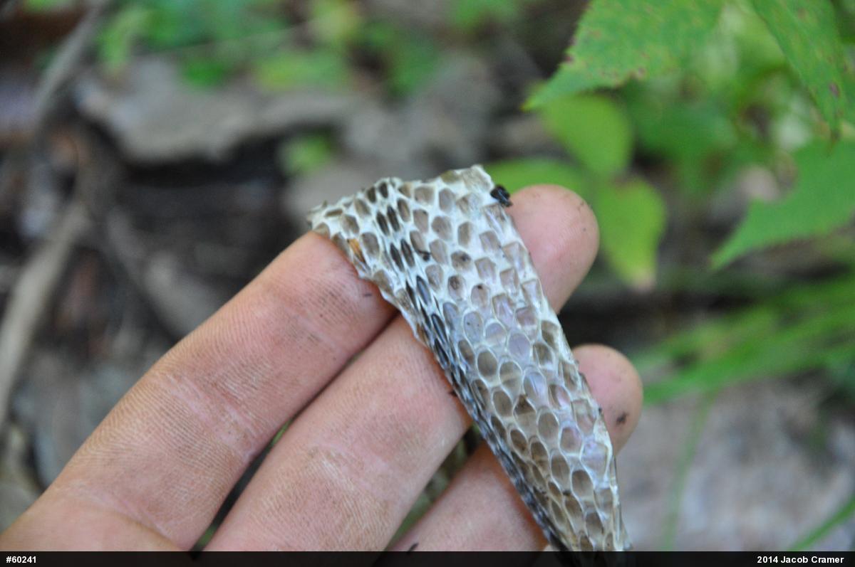 Eastern Ratsnake