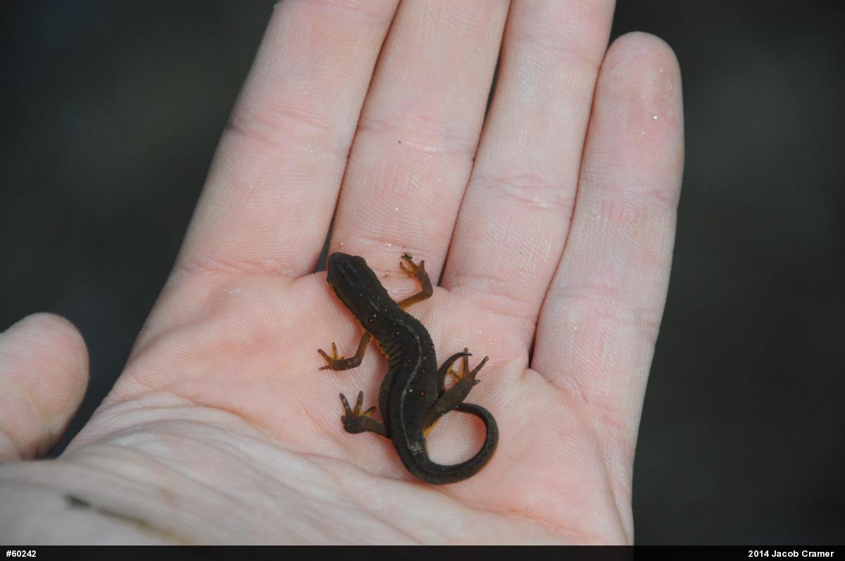 Red-spotted Newt