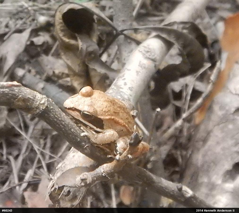 Wood Frog