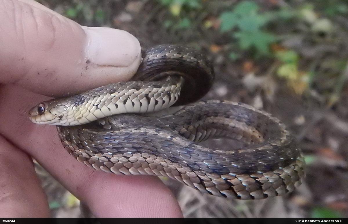 Eastern Gartersnake