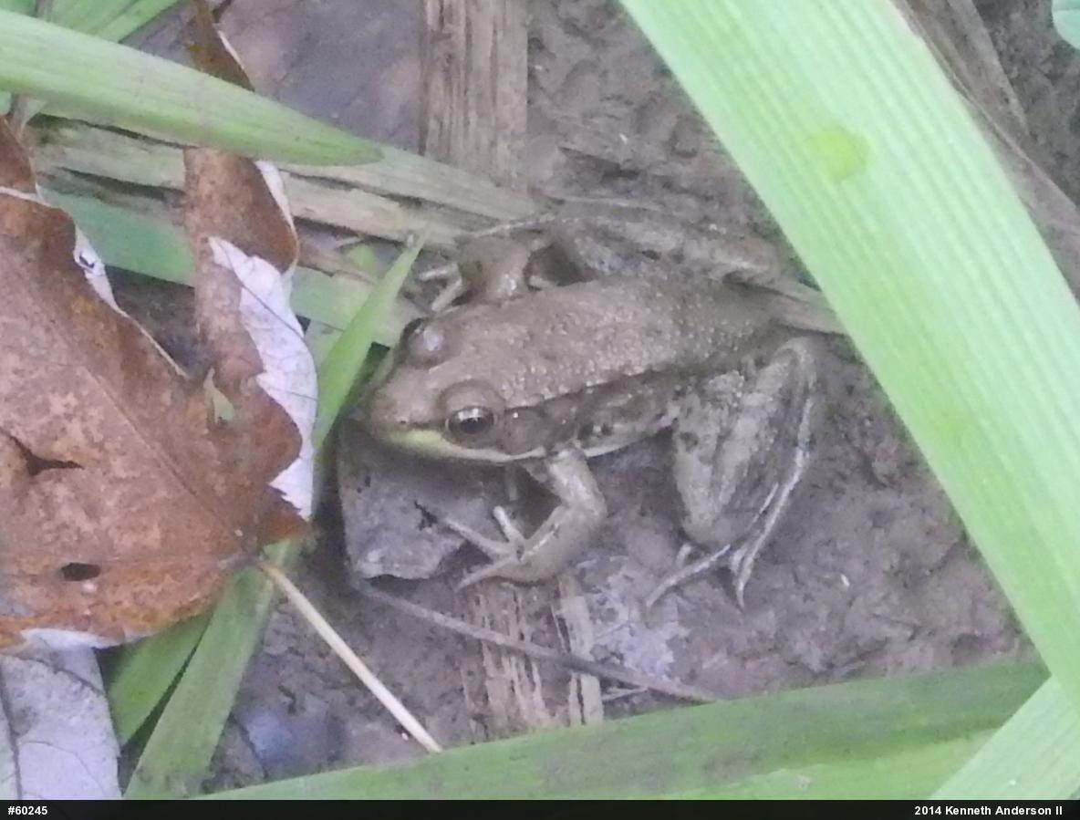 Green Frog