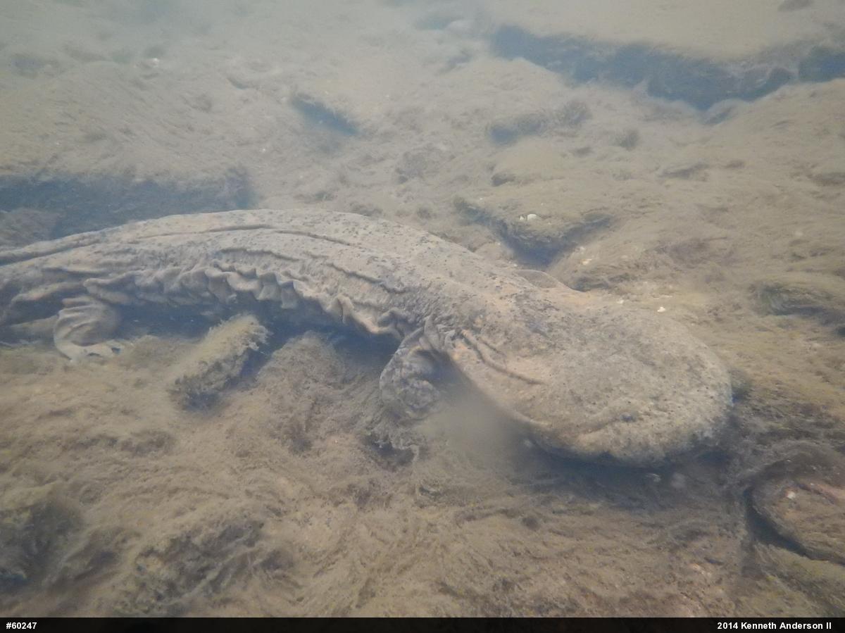 Eastern Hellbender