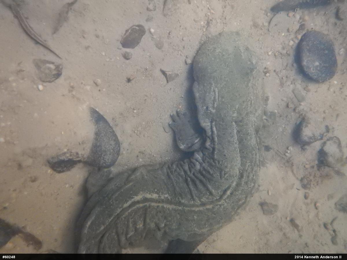 Common Mudpuppy