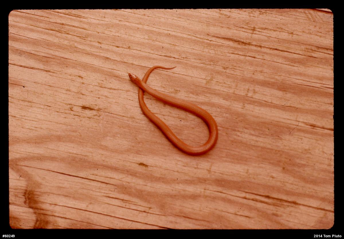 Mountain Earthsnake