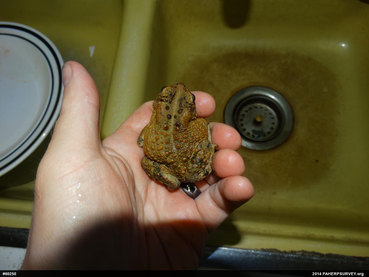 Eastern American Toad