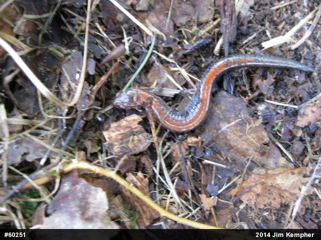 Eastern Red-backed  Salamander