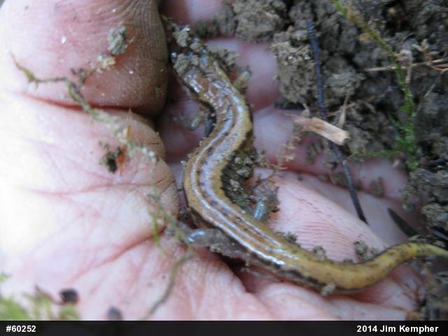 Allegheny Mountain Dusky Salamander