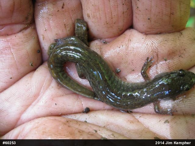 Northern Dusky Salamander