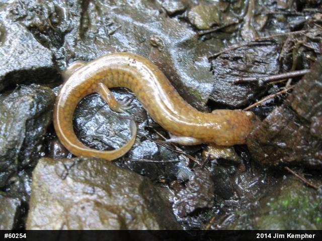 Northern Spring Salamander