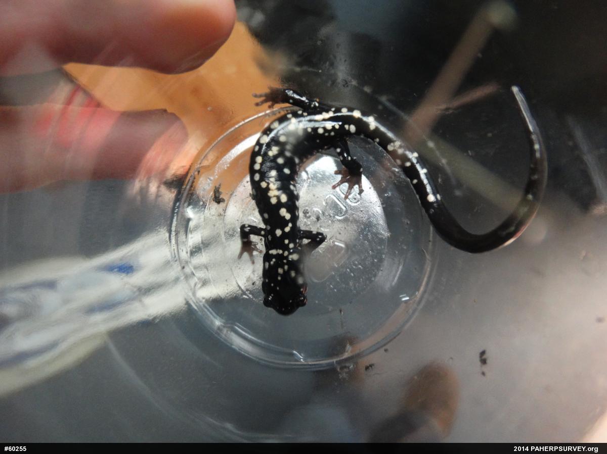 Northern Slimy Salamander