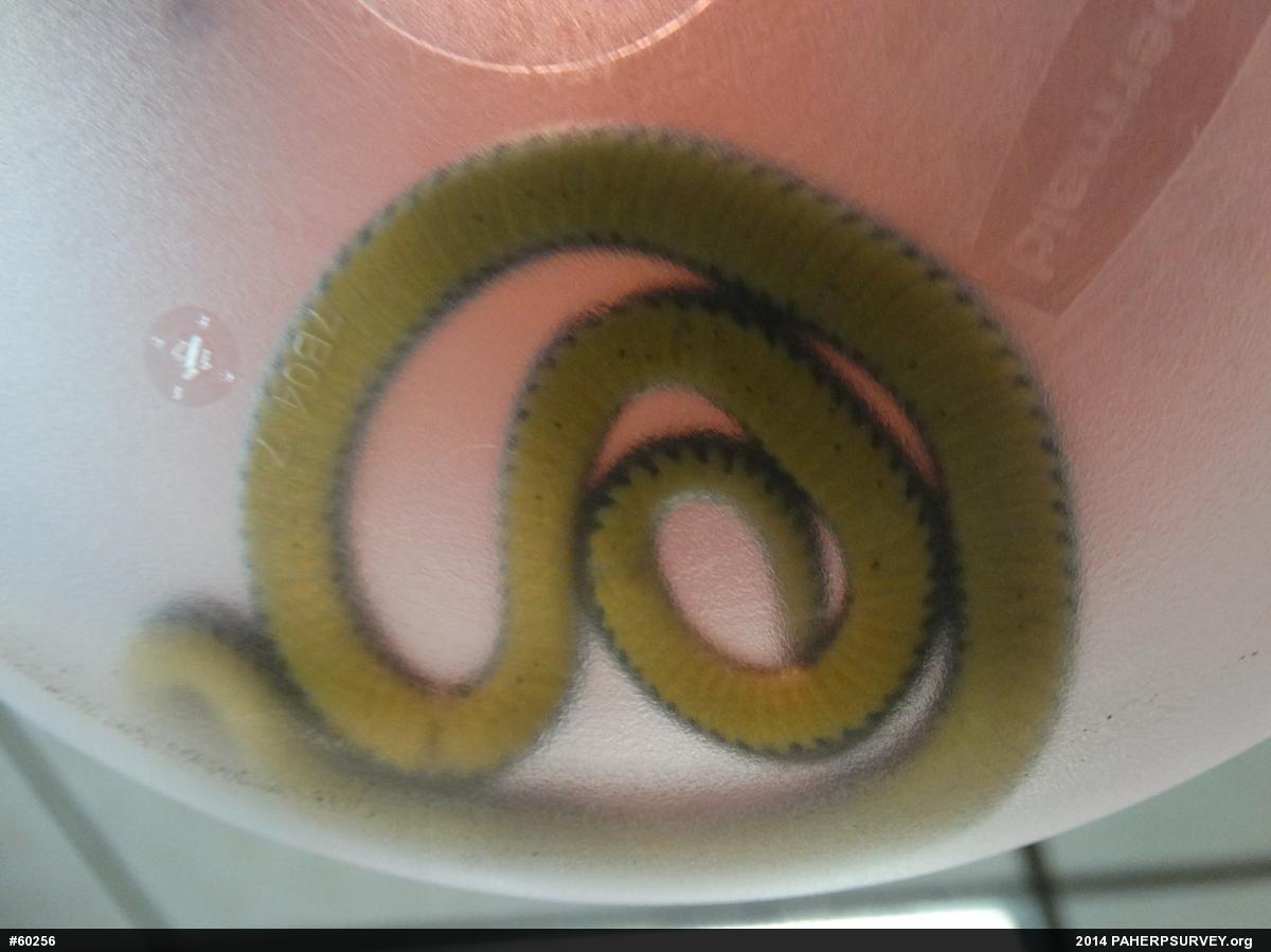 Northern Ring-necked Snake
