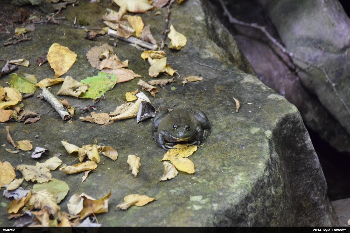 American Bullfrog