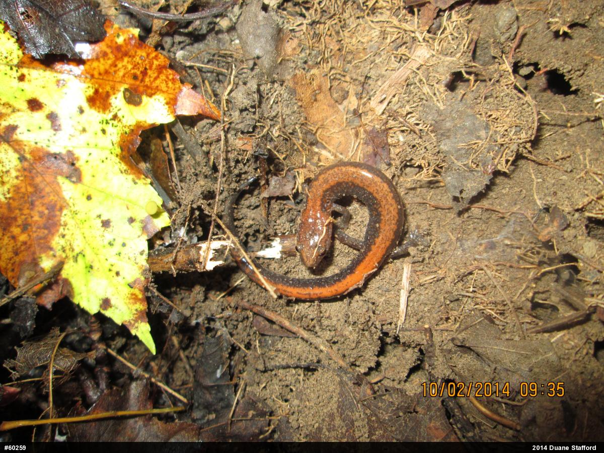 Eastern Red-backed  Salamander