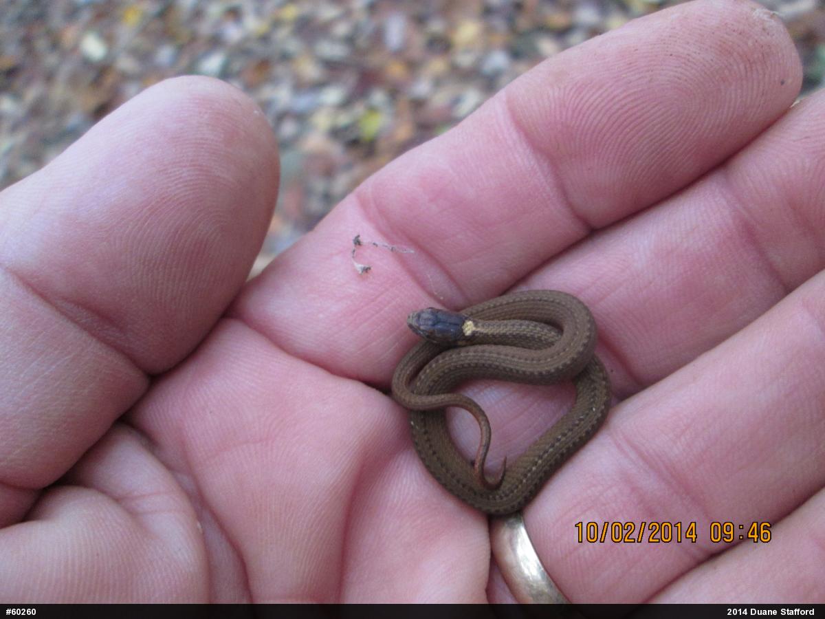 Red-bellied Snake