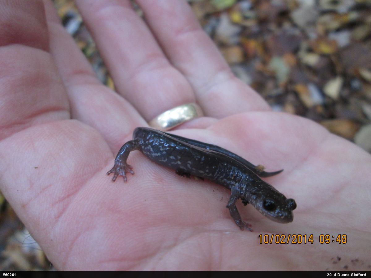 Wehrle's Salamander