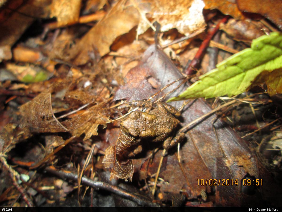 Eastern American Toad