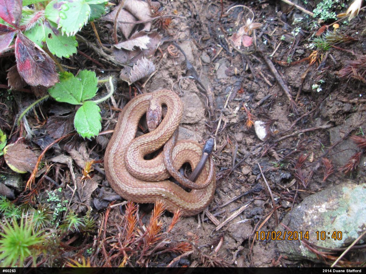 Red-bellied Snake