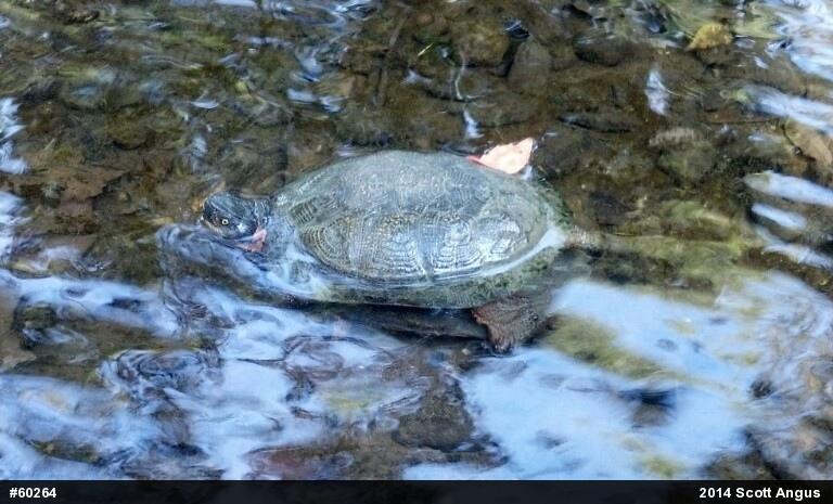 Wood Turtle
