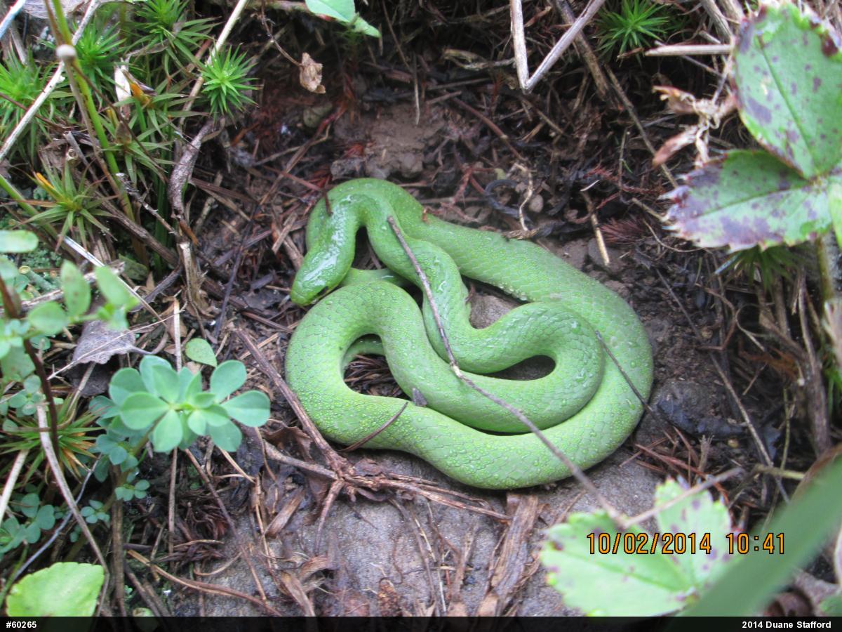 Smooth Greensnake