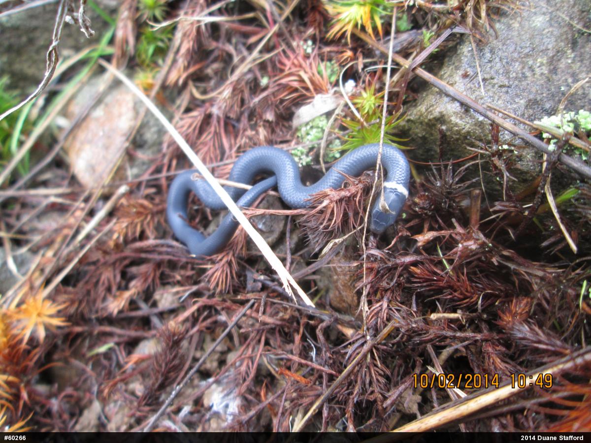 Northern Ring-necked Snake
