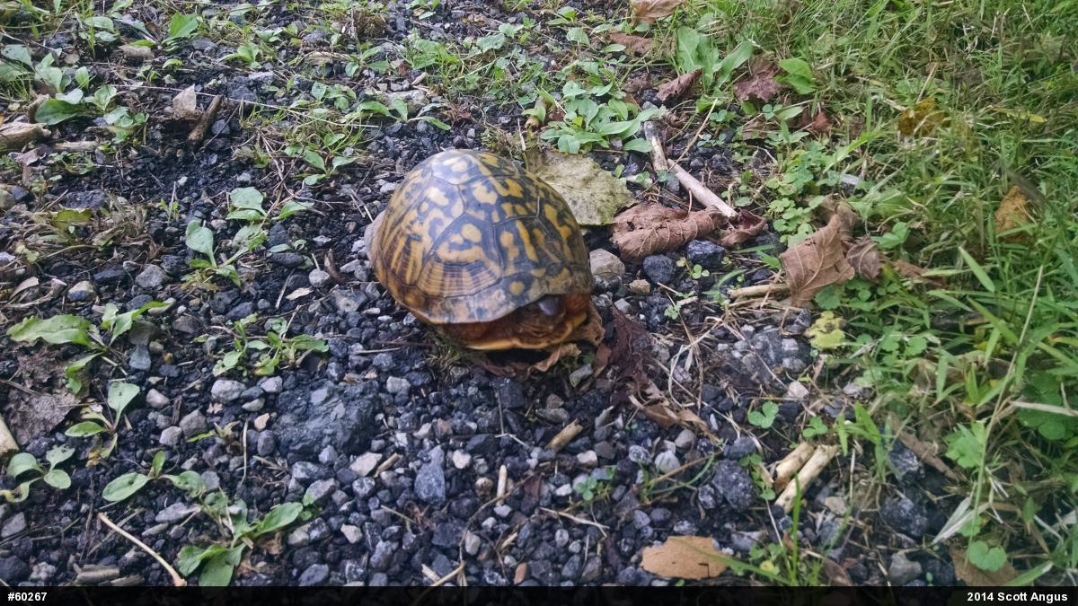 Eastern Box Turtle
