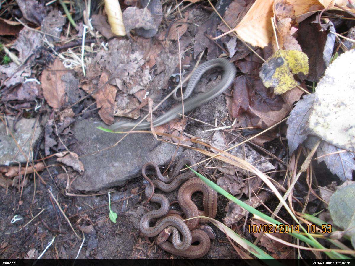 Eastern Gartersnake