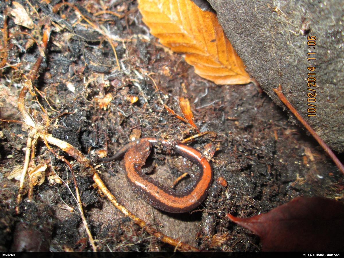 Eastern Red-backed  Salamander