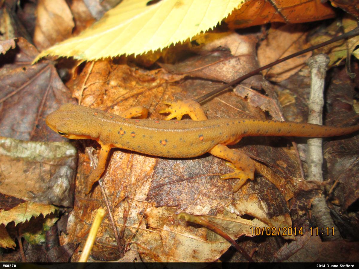 Red-spotted Newt