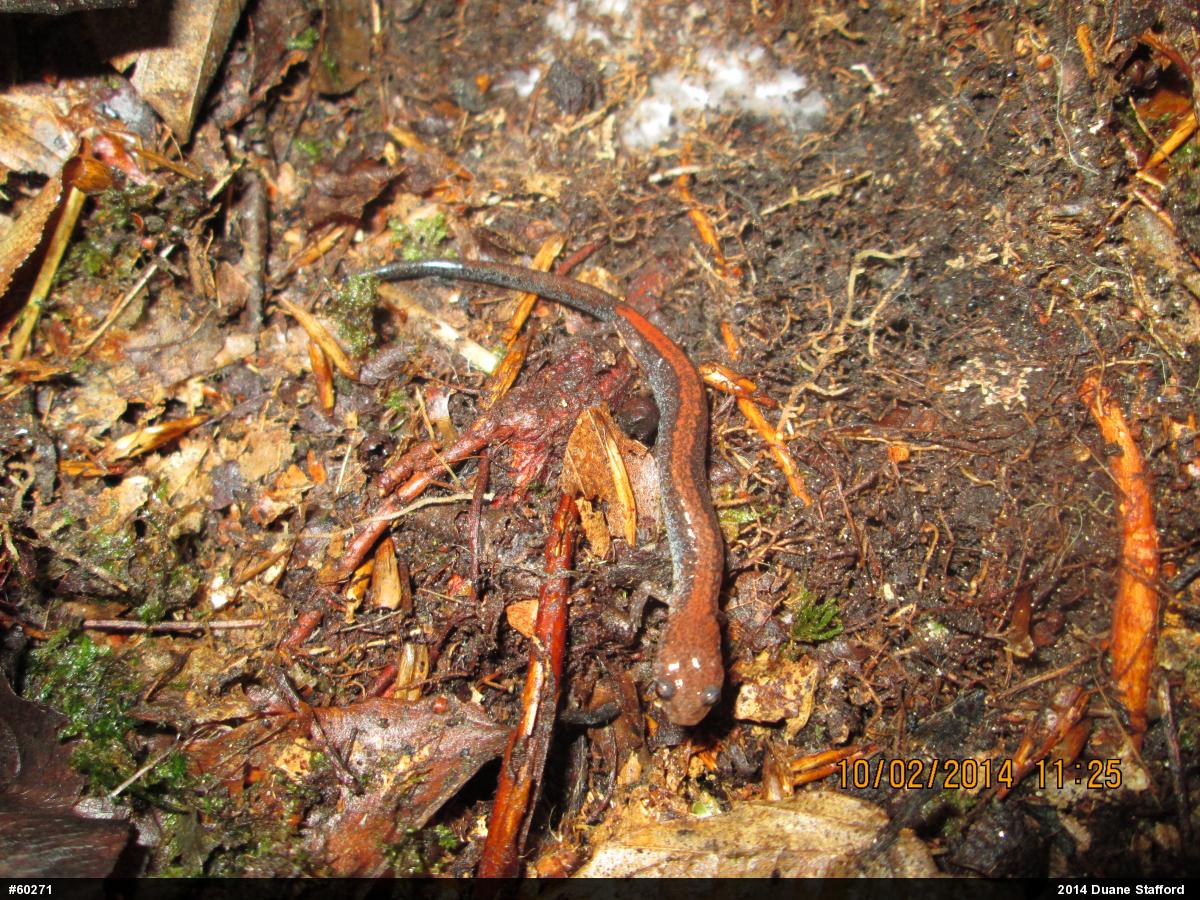 Eastern Red-backed  Salamander