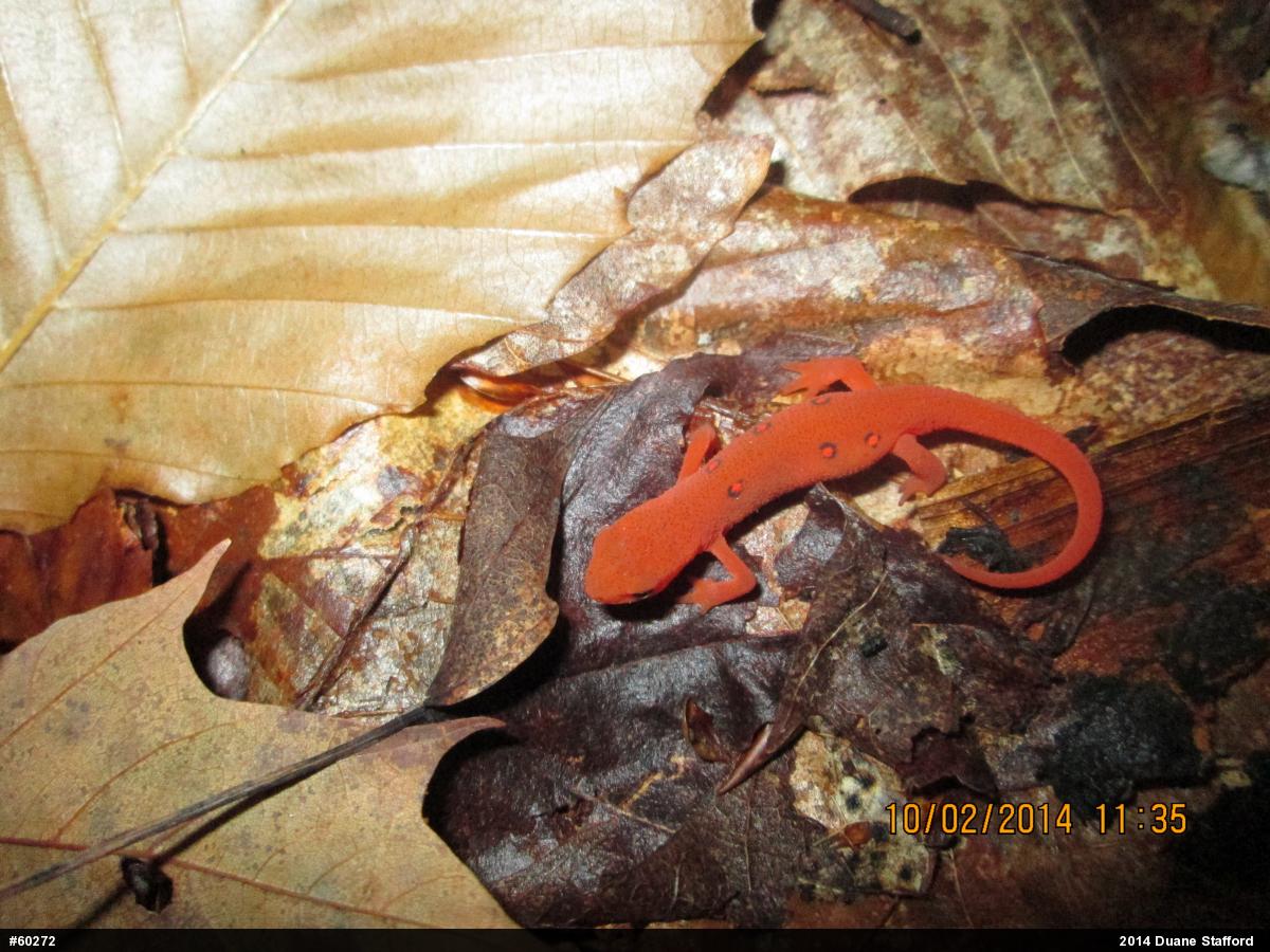 Red-spotted Newt