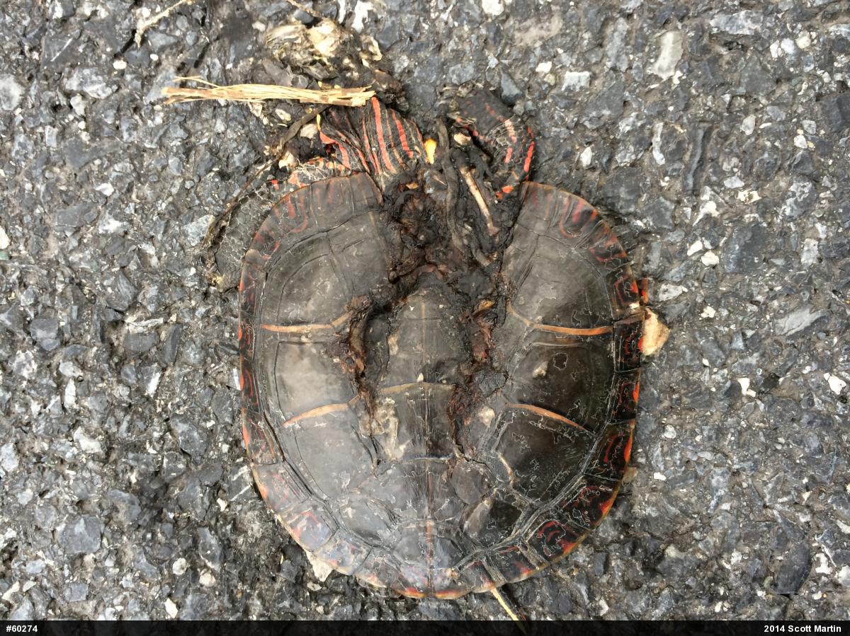 Eastern Painted Turtle