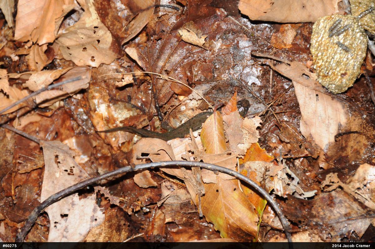 Northern Dusky Salamander