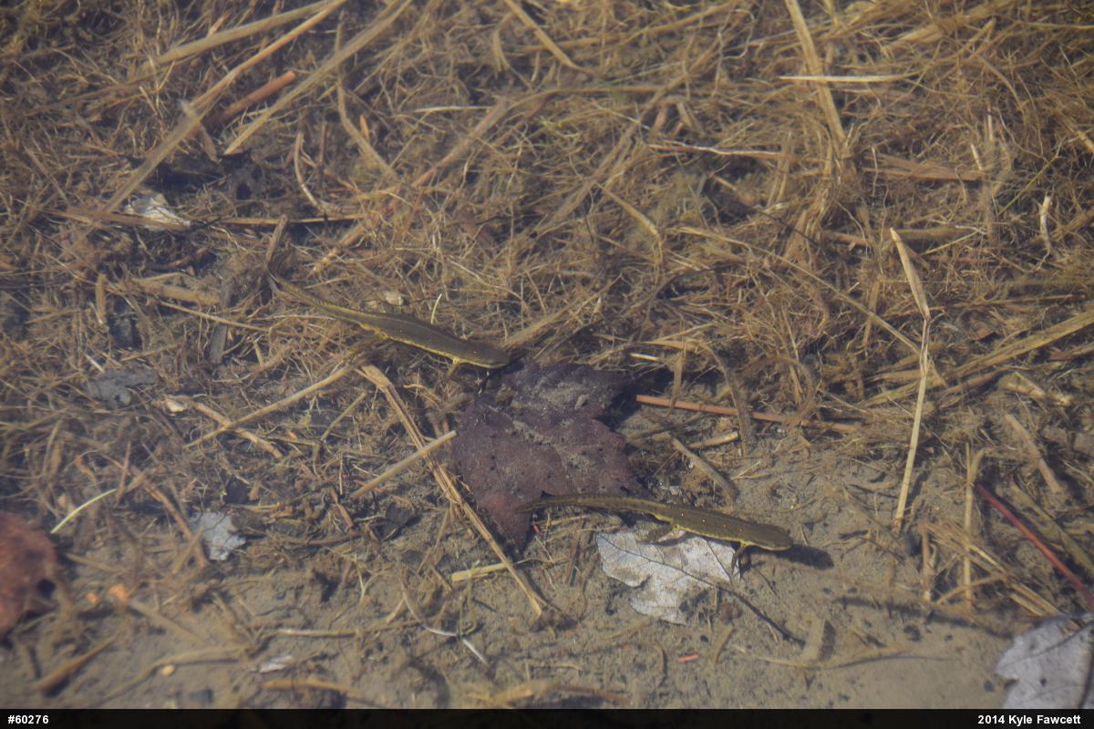 Red-spotted Newt
