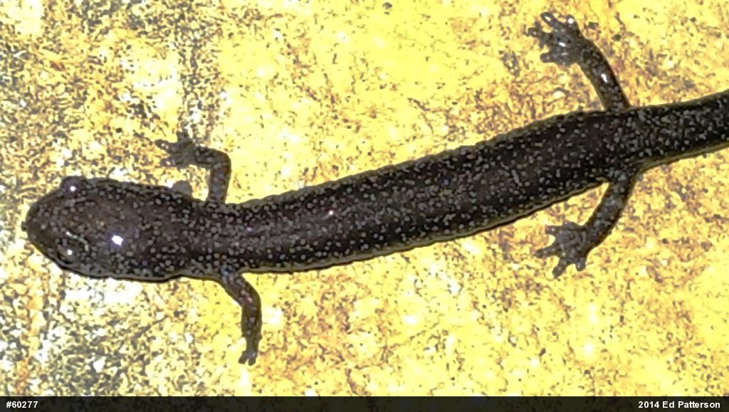 Northern Ravine Salamander
