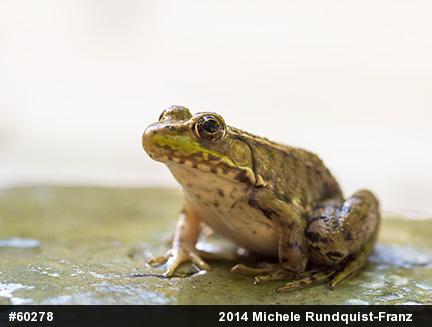 Green Frog