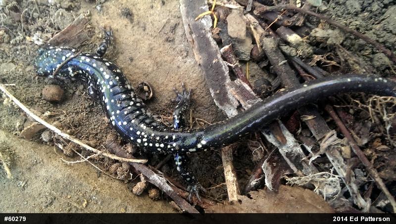 Northern Slimy Salamander