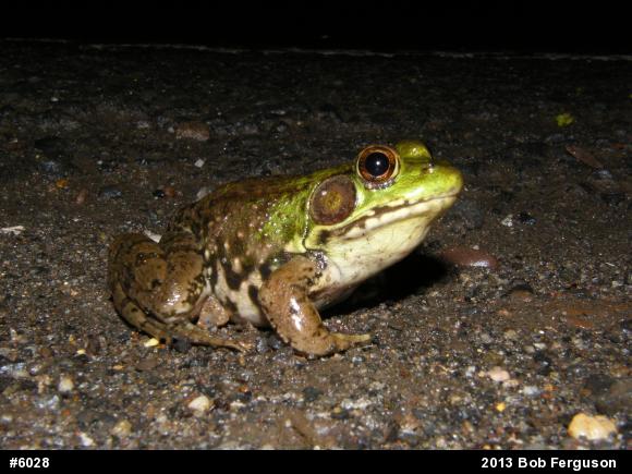 Green Frog