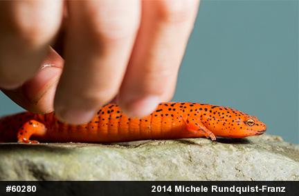 Northern Red Salamander