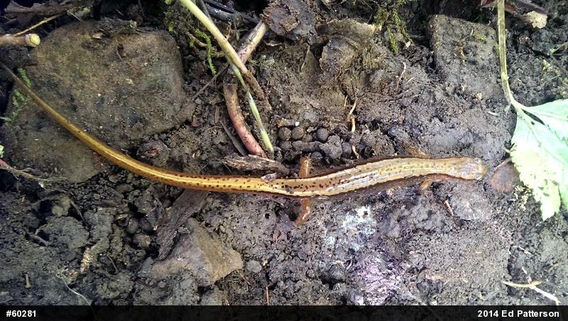 Northern Two-lined Salamander